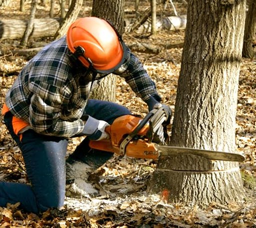 Tree Removal in Mantador, ND